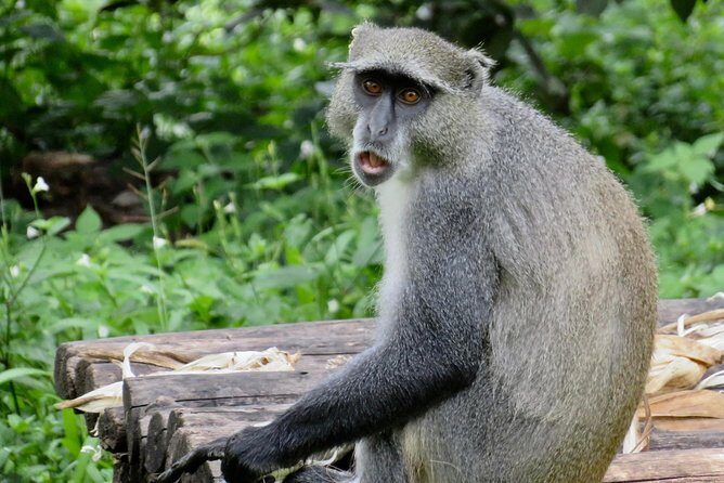 Lilongwe City Tour (full day) - What to Expect from the Lilongwe City Tour