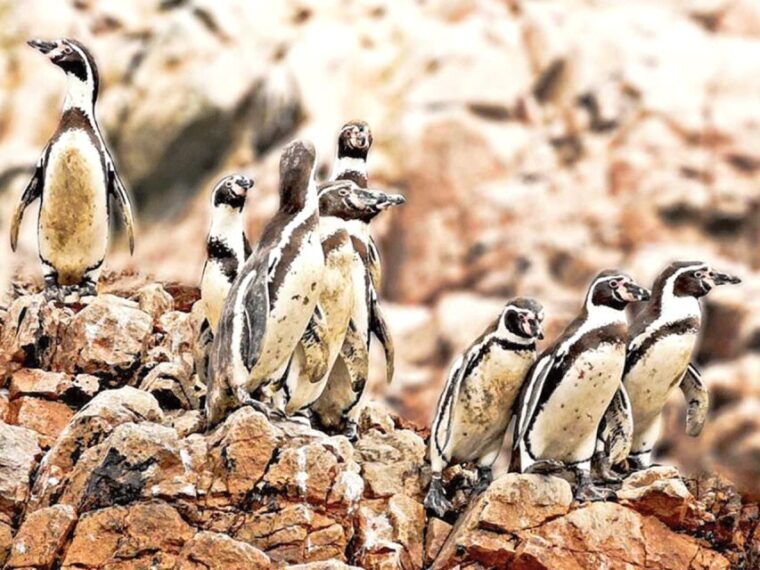 lima-3-day-tour-to-paracas-ballestas-islands-huacachina