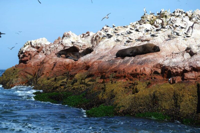 lima-ballestas-islands-winery-and-nazca-lines-private-tour