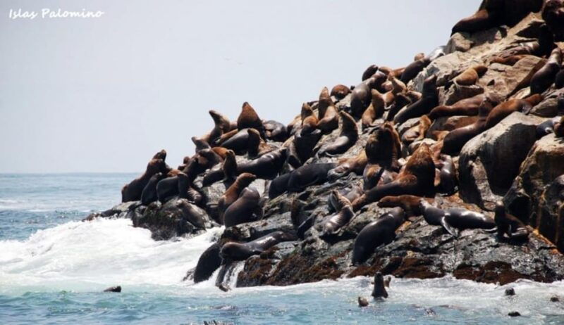 lima-excursion-to-palomino-island-entrance-sea-lions