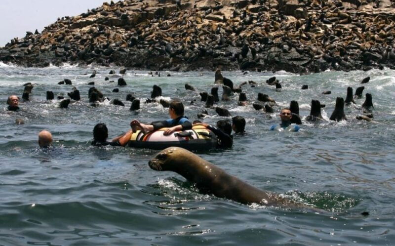 lima-excursion-to-palomino-island-entrance-sea-lions