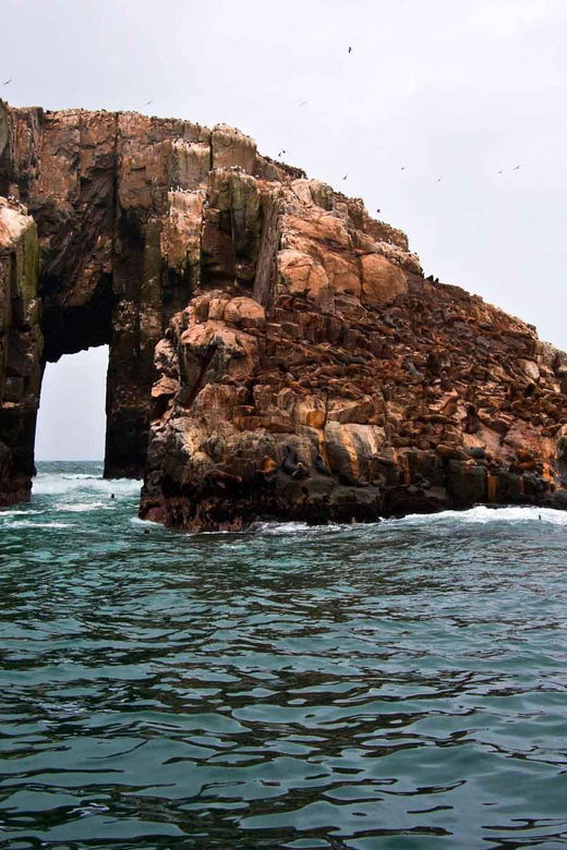 lima-excursion-to-palomino-island-sea-lions