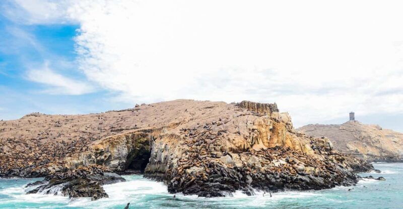 lima-excursion-to-palomino-island-sea-lions