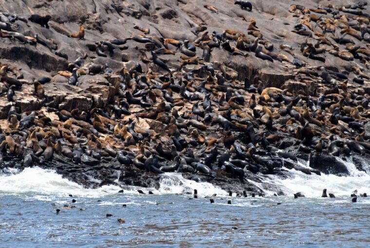 lima-excursion-to-palomino-island-sea-lions