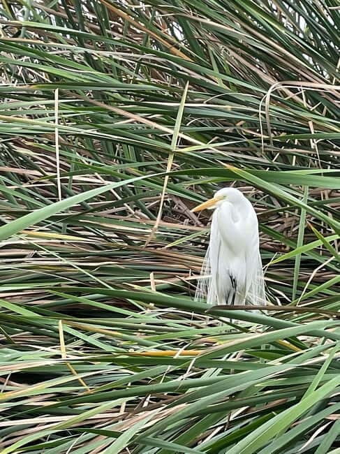 Lima: guided tour of a nature reserve on the Rimac River - An Authentic Look at the Wetlands Near Lima
