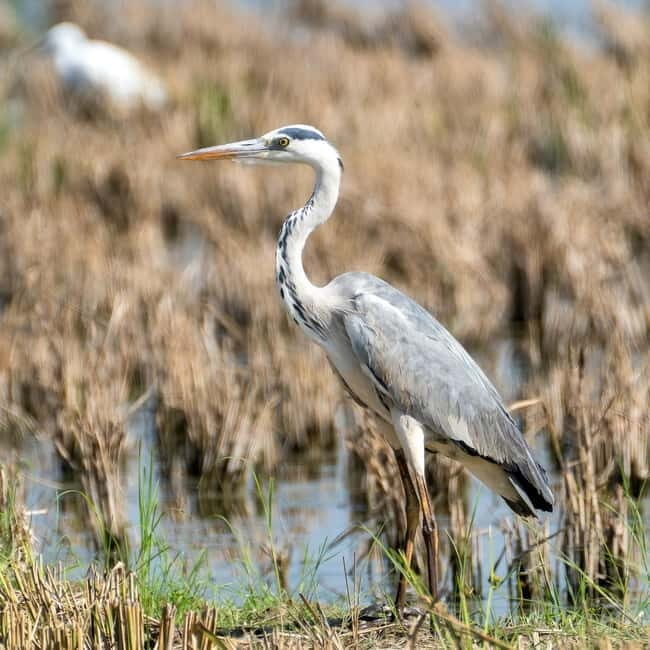Lima: guided tour of a nature reserve on the Rimac River - End of Tour: Pacific Ocean and Coastal Relaxation