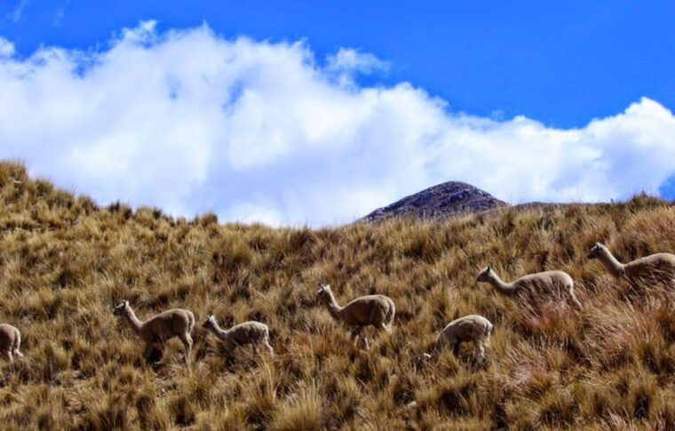 lima-huancaya-paradise-retreat