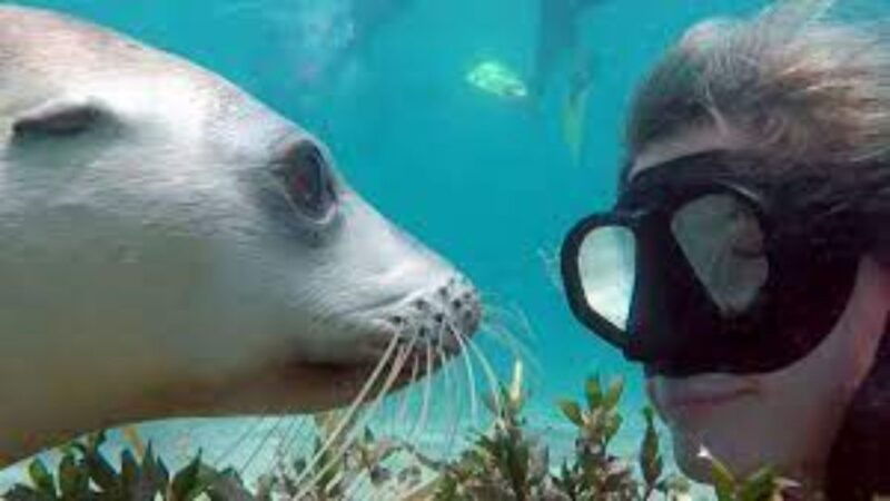 lima-islas-palomino-tour-swim-with-sea-lions