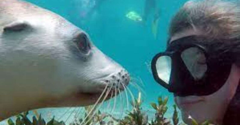lima-islas-palomino-tour-swim-with-sea-lions