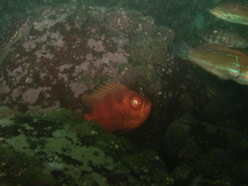 lima-night-dive-in-pucusana