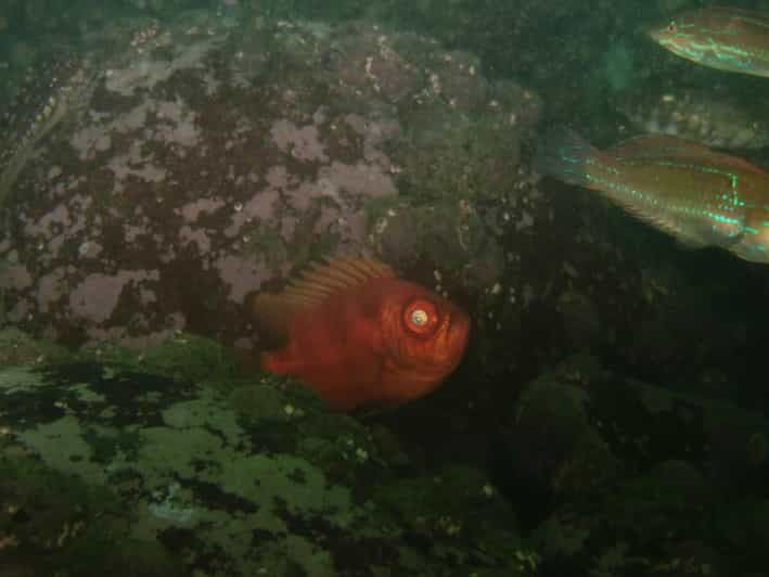 lima-night-dive-in-pucusana