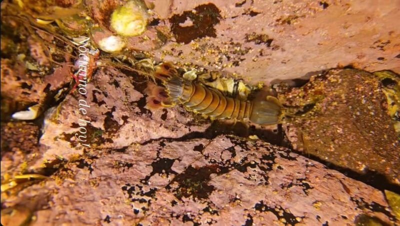lima-night-dive-in-pucusana