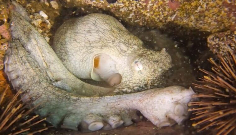 lima-night-dive-in-pucusana