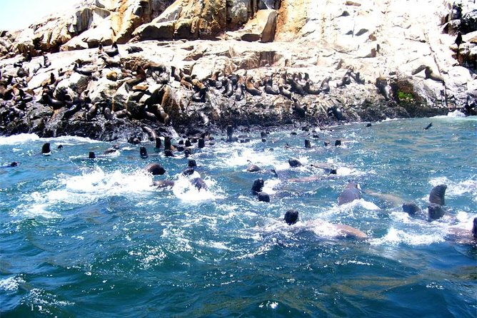 lima-palomino-islands-excursion-swimming-with-sea-lions-with-hotel-transfers