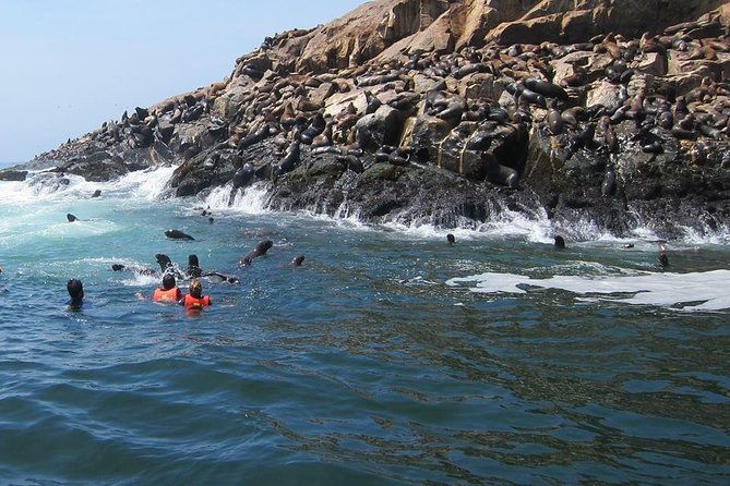 lima-palomino-islands-excursion-swimming-with-sea-lions-with-hotel-transfers
