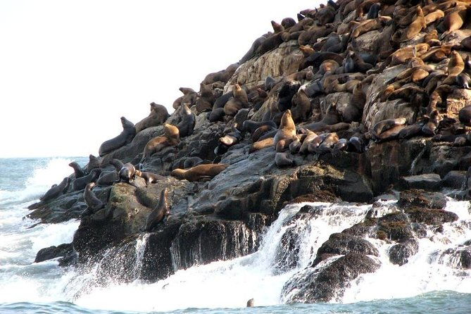 lima-palomino-islands-excursion-swimming-with-sea-lions-with-hotel-transfers