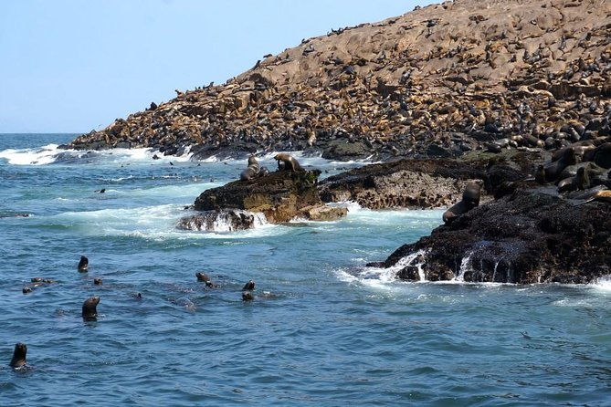 lima-palomino-islands-excursion-swimming-with-sea-lions-with-hotel-transfers