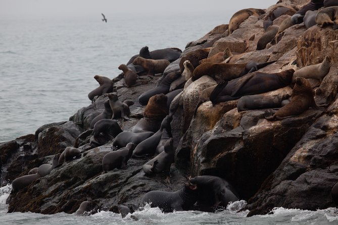 lima-palomino-islands-swim-with-sea-lions-in-the-pacific-ocean