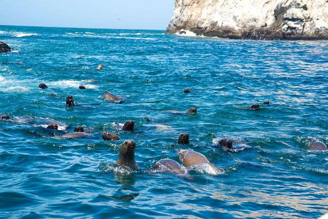 lima-palomino-islands-swim-with-sea-lions-in-the-pacific-ocean