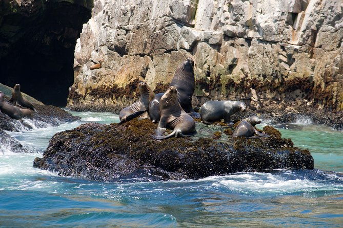 lima-palomino-islands-swim-with-sea-lions-in-the-pacific-ocean