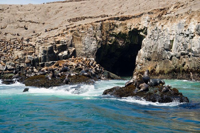lima-palomino-islands-swim-with-sea-lions-in-the-pacific-ocean