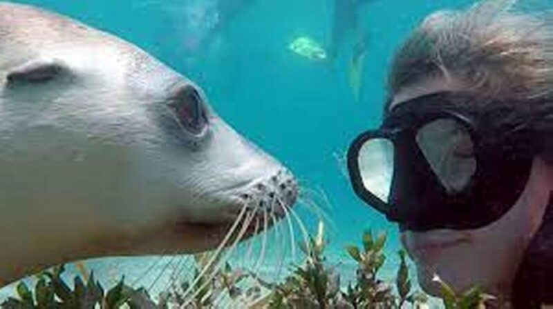 lima-palomino-islands-swim-with-the-sea-lions