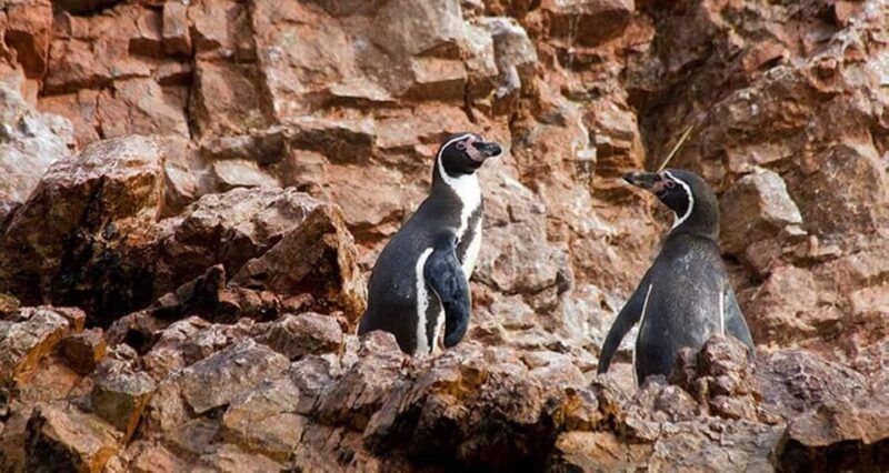 lima-palomino-islands-swim-with-the-sea-lions