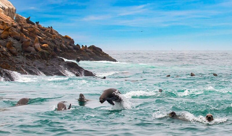 lima-palomino-islands-swim-with-the-sea-lions