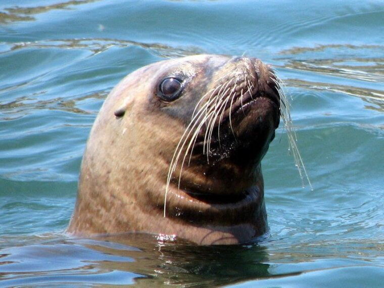 lima-palomino-islands-swim-with-the-sea-lions