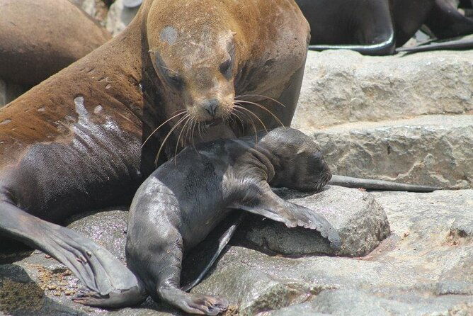 lima-peru-sea-lions-history-and-palomino-callao-islands