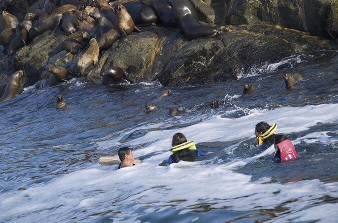 lima-peru-sea-lions-history-and-palomino-callao-islands