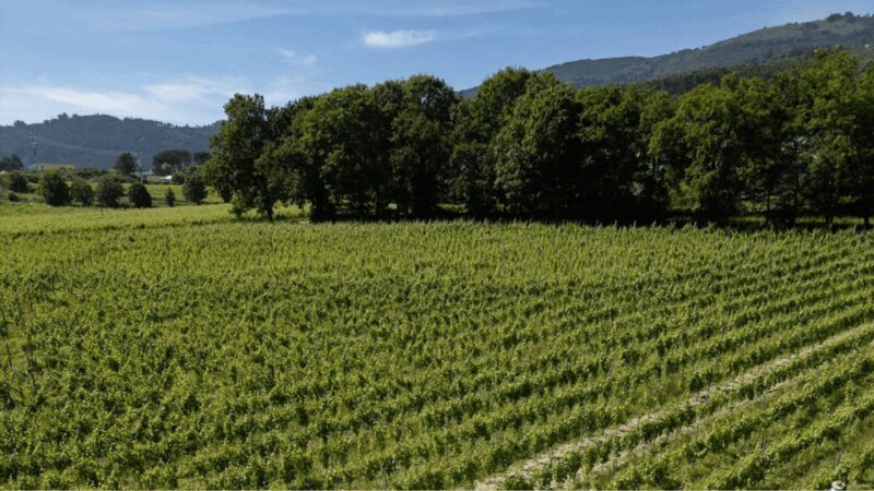Lima Valley Tour with Wine Tasting and Local Gastronomy - A Detailed Look at the Lima Valley Tour Experience  