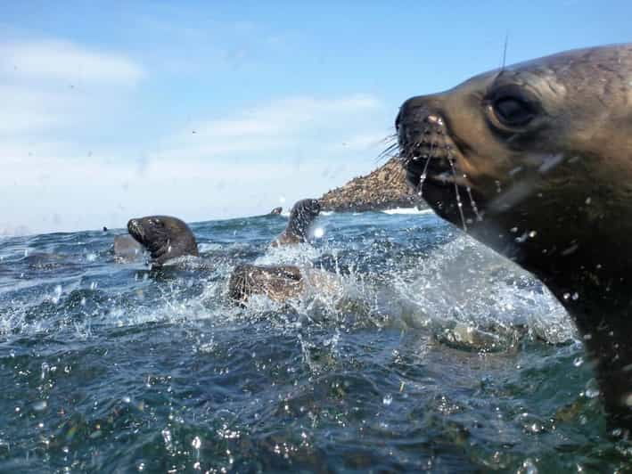lima-visit-palomino-island-4-islands-of-callao-swim-with-sea-lions