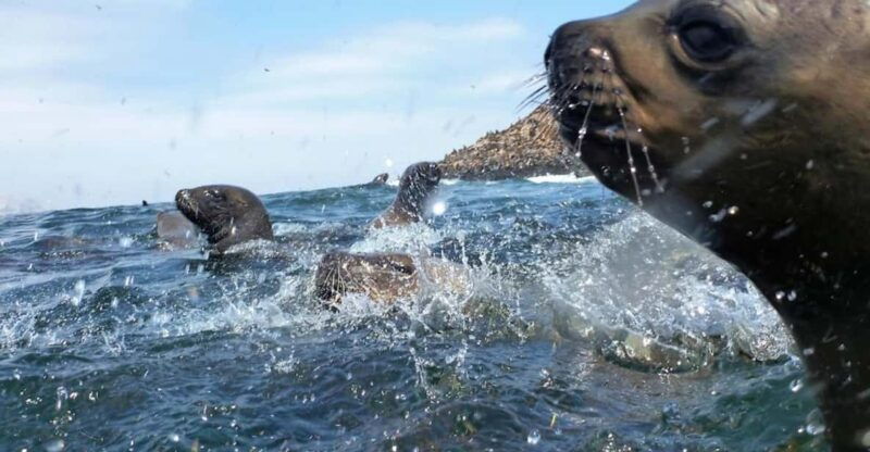 lima-visit-palomino-island-4-islands-of-callao-swim-with-sea-lions