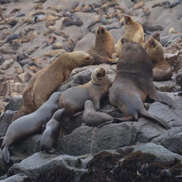 lima-visit-palomino-island-4-islands-of-callao-swim-with-sea-lions