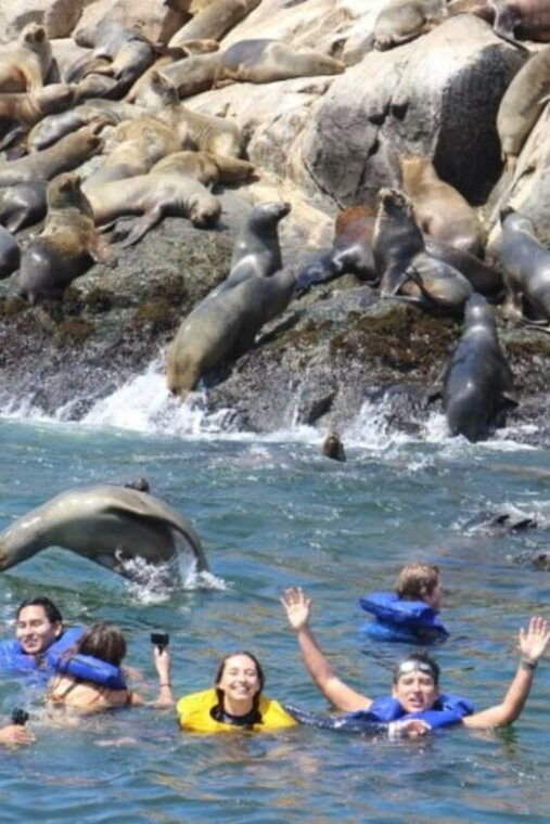 lima-visit-palomino-island-4-islands-of-callao-swim-with-sea-lions