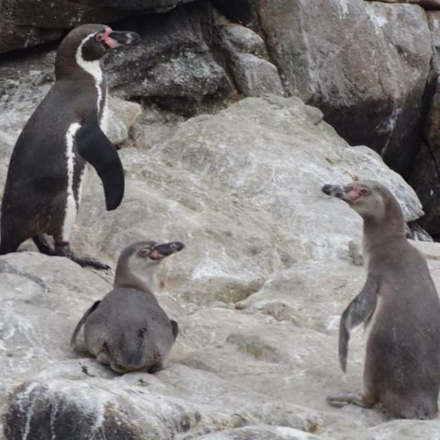 lima-visit-palomino-island-4-islands-of-callao-swim-with-sea-lions