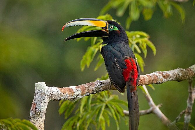limoncocha-biological-reserve-yasuni-national-park-tropical-andes-to-amazon