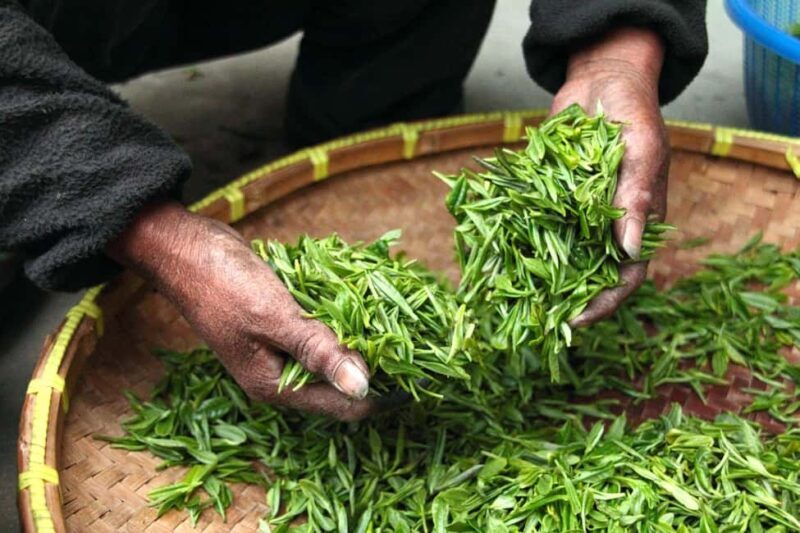 Limuru: Tea Farm Visit with Lunch - Key Points