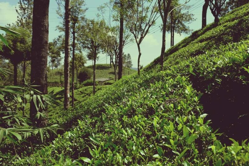 Limuru: Tea Farm Visit with Lunch - Who Will Enjoy This Tour Most?