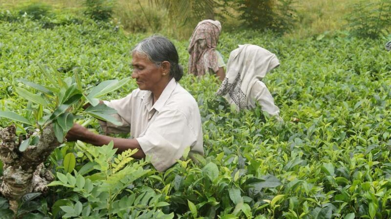 Limuru: Tea Farm Visit with Lunch - The Sum Up