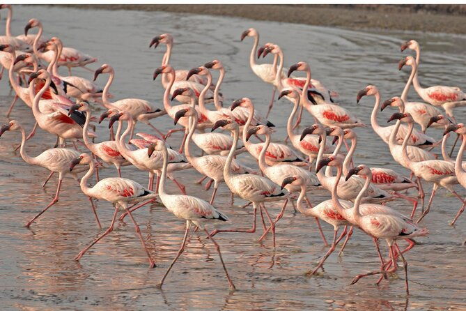 lio-piccolo-flamingos-birdwatching-bike-tour-in-the-lagoon