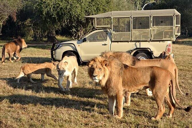 Lion and Safari Park tour.Pick up and drop off Privately - Key Points