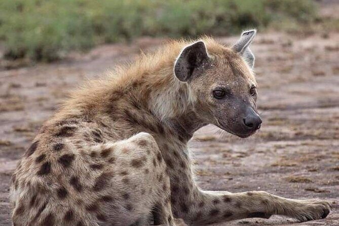 Lion and Safari Park tour.Pick up and drop off Privately - In-Depth Look at the Itinerary and Experience