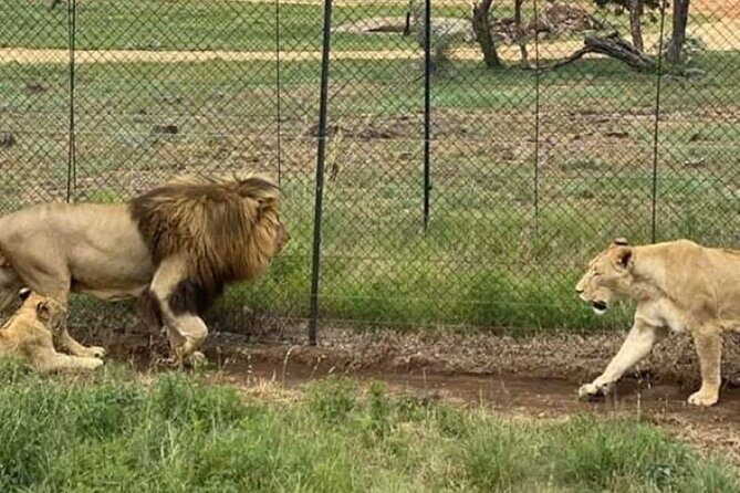 Lion and Safari Park tour.Pick up and drop off Privately - Final Thoughts: Who Will Love This Tour?