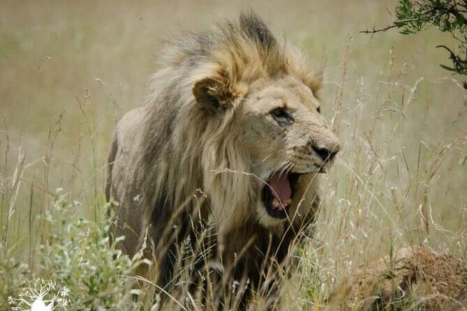 Lion and Safari Park tour.Pick up and drop off Privately - FAQ