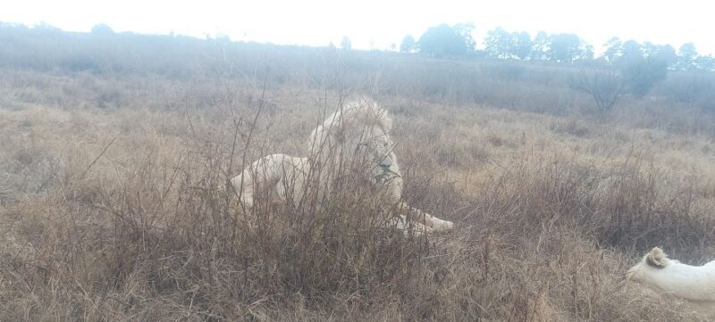 Lion park - Final Thoughts: Is It Worth It?