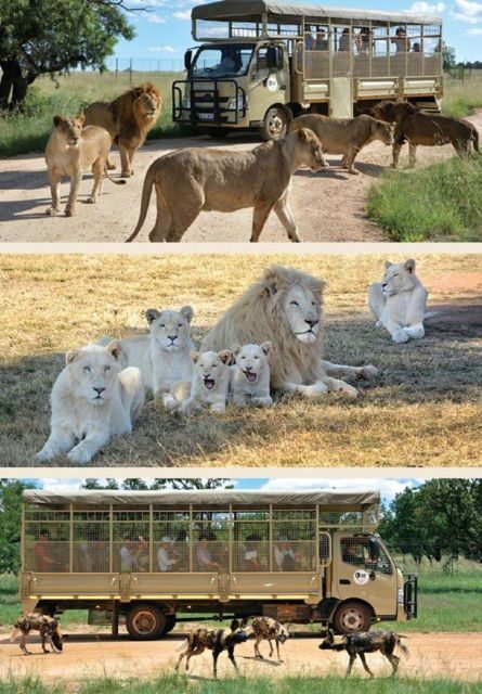 Lion Park Tour in Open Safari Vehicle - What to Expect from the Lion Park Tour