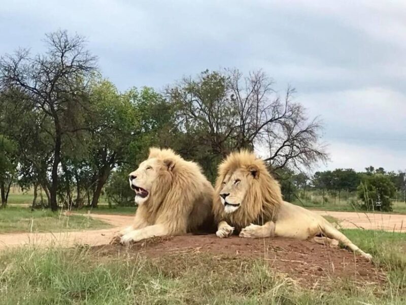Lion Park Tour in Open Safari Vehicle - Why This Tour Works Well