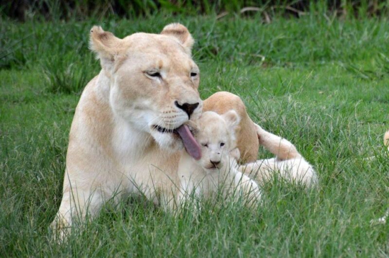 Lion Park Tour in Open Safari Vehicle - Who Should Consider This Tour